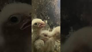 Kestrel chicks call out in hunger 