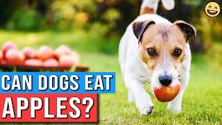 Can Dogs Eat Apples?  Are Apples Good For Dogs?  Are Apples Safe For Dogs To Eat?