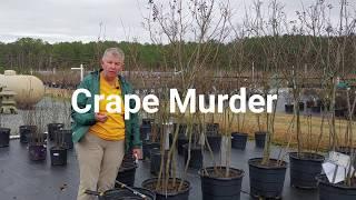 Crape Myrtle Winter Care