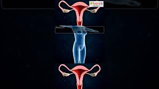 Why Periods Occur In Women  Menstrual Cycle  #Shorts  #YouTubeShorts  iKen