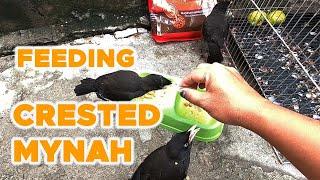 Feeding Crested Mynah Talking Bird