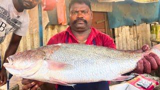 KASIMEDU SELVAM FISH CUTTING VIDEO   KASIMEDU SPEED SELVAM FISH CUTTING  UK SONS MARINE