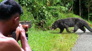 BERBURUBinturongburung sawah & tupai liar di kebun durian abang rambo