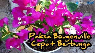 TRIK MEMAKSA BOUGENVILLE CEPAT BERBUNGA #bougainvillea