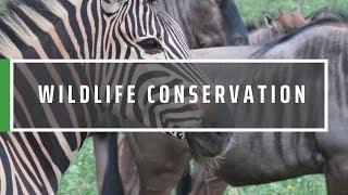 Wildlife Conservation Volunteering Abroad  GVI