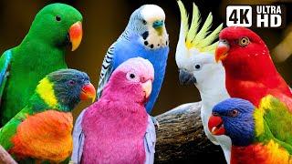 Most Beautiful Parrots of Australia  Colourful Birds  Relaxing Nature Sounds  Australian Wildlife