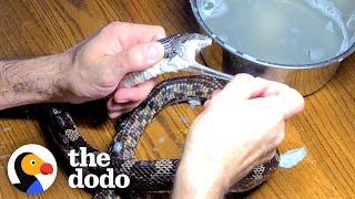 Guy Rushes To Get Snakes Head Out Of Glue Trap  The Dodo