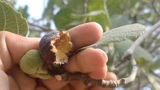 how anjeer grow  visit a anjeer fruit  how many time anjeer fruit ready for eat  #anjeer