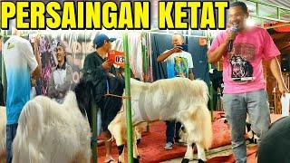 PERSAINGAN KETAT KELAS A JANTAN KONTES KAMBING KALIGESING