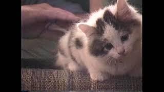 Monster as a baby kitten 2001