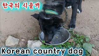 한국의 시골개 시고르자브종 검둥이와 흰둥이 Korean country dog 인천 남동구 장수동 만의골 은행나무 길 시골 풍경 the countryside of Korea