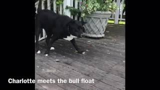 Charlotte meets the bull pool float