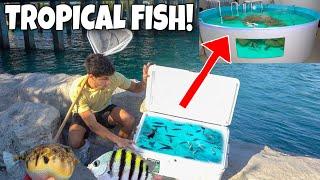 Catching TROPICAL FISH For My SALTWATER POND