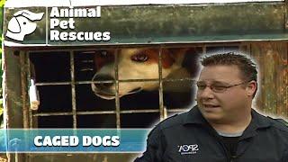 Rescue Mission Dogs Trapped Cats Abandoned and Runaway Rooster  Full Episode  Animal House