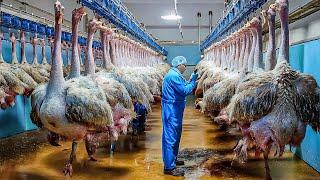 How Millions Of Ostriches Farm For Meat Skin And Eggs in China  - Ostriches Eggs Harvest Technology