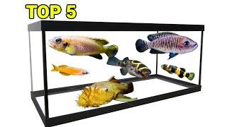 Top 5 Fish Ideas For a 20 Gallon Long Aquarium ft. Girl Talks Fish