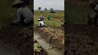 DI SAAT INI LAH BAHAGIA NYA PETANI#shorts