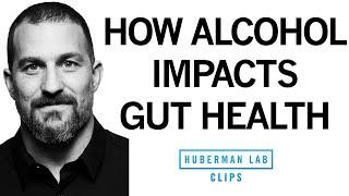 How Does Alcohol Impact Your Gut Microbiome & Leaky Gut?  Dr. Andrew Huberman