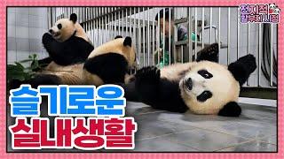 SUB A collection of unreleased footage of Rui and Huis indoor life│Panda World