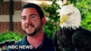 American bald eagle and his handler celebrate the resurgence of the species