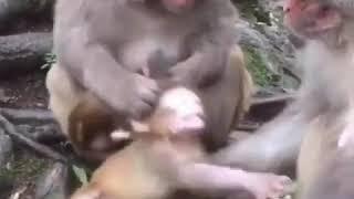 Keluarga Monyet