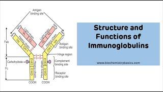 Structure And Functions of Immunoglobulins with MNEUMONIC  Immunoglobulin Ig