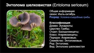 Энтолома шелковистая Entoloma sericeum