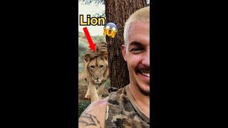 LION SNEAKS UP ON HUMAN