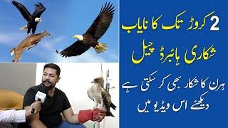 Imported Birds & Animals  Hybrid Eagles  Eagles Price in Pakistan  Falcon