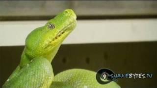 Snake Bytes TV - Snake Bites Chewy Again