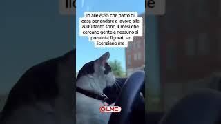 Le certezze del lavoro #edit #tiktok #trash #trending #funny #ita #like #meme #shorts #short #like