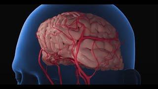 How to Increase Blood Flow to the Brain ‌‌ NeuroQ