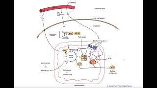 Catabolic pathway summary