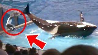 ORCA WHALE HITS TRAINER  FUNNY FAILS