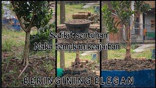 Upgrade bahan bonsai beringin Elegan dilahan ground