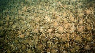 Creepy Giant Spider Crab Aggregation