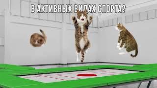 Kitekat®