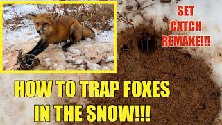 START TO FINISH TRAPPING RED FOXES IN THE SNOW