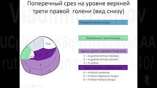 Поперечный срез голени для УЗистов 2023 03 17 10 47 43