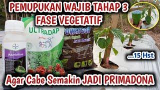 Pemupukan wajib tahap 3 agar cabe tambah GEMOY walaupun di musim kemarau