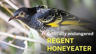 Regent honeyeaters released onto Wonnarua Country