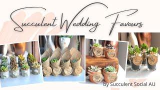 Succulent Wedding Favours  Gifts Bombonieres Giveaways