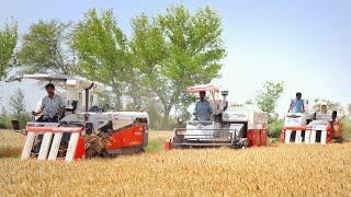 Kubota Combine Harvesters Harvesting Wheat Crop  Excellent Performance  No losses