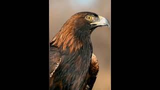 Kaya kartalı \ Golden eagle