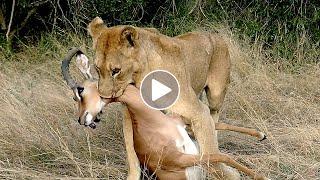 Lioness Hunts Impala on the H4-1 Kruger Park
