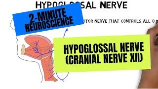 2-Minute Neuroscience Hypoglossal Nerve Cranial Nerve XII
