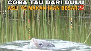 CARA PILIH SEPOT + CAMPURAN LUMUT UNTUK MANCING NILA LIAR