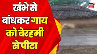 MP News  Sidhi में बेजुबान से क्रूरता खंभे से बांधकर गाय को पीटा  Breaking News  Cow Care