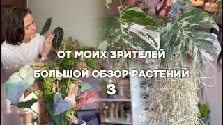 Большой обзор растений от подписчиков 3