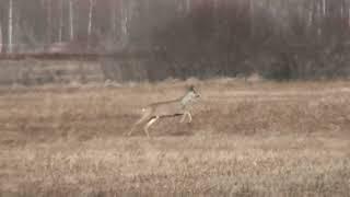 Красиво бегут Косули в угодьях. Старорусский р-н.